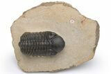 Detailed Reedops Trilobite - Aatchana, Morocco #229707-3